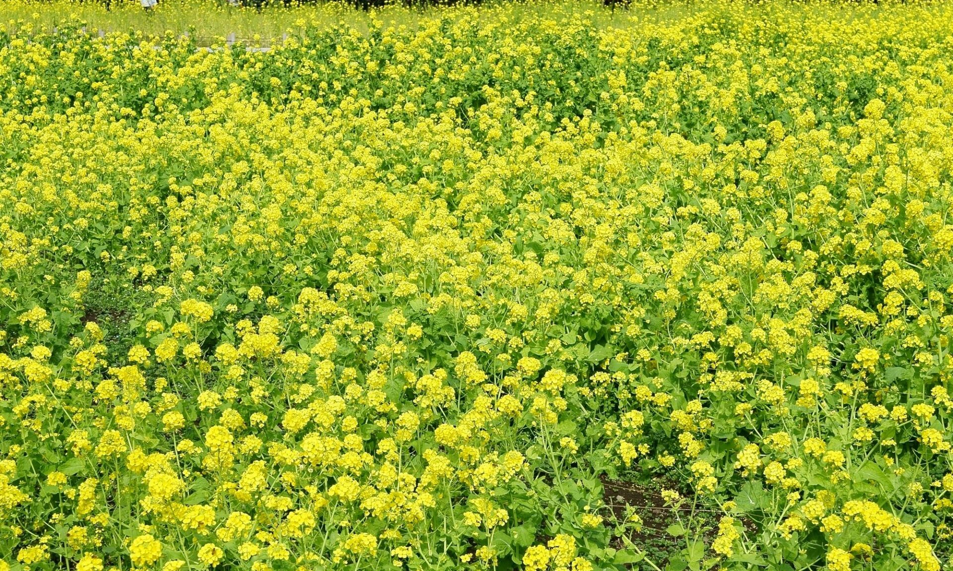 シンシアリーのブログ